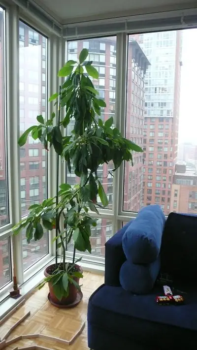árbol de aguacate en sala de estar
