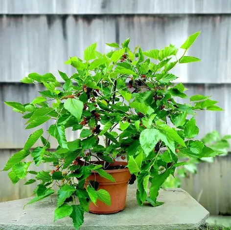 árbol de moras para interior en sala