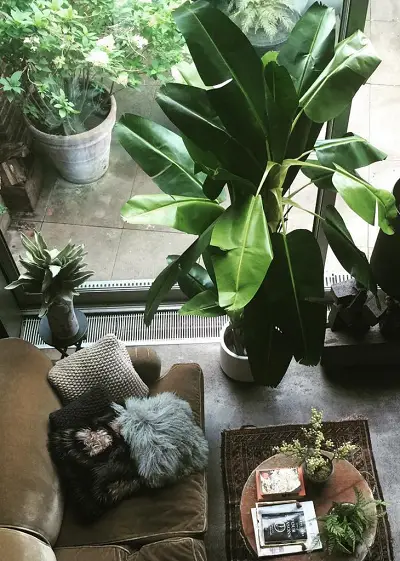 árbol de plátano en sala de estar