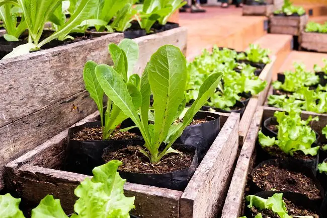 Como cultivar en un patio pequeño para tener siempre alimento