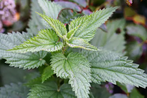 ortiga hojas antihistamínicos naturales