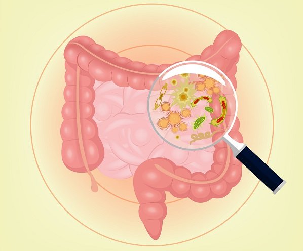 bacteria intestinal intestinos parasitos