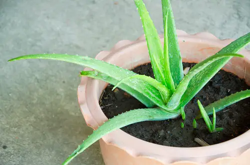 Aloe vera maceta para crear energía positiva