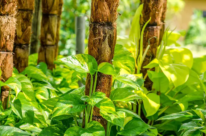 Epipremnum aureum planta julieta que da energía positiva