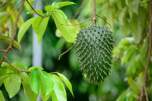 hojas de guanábana previenen el cáncer