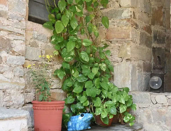 planta del dinero para generar energía positiva