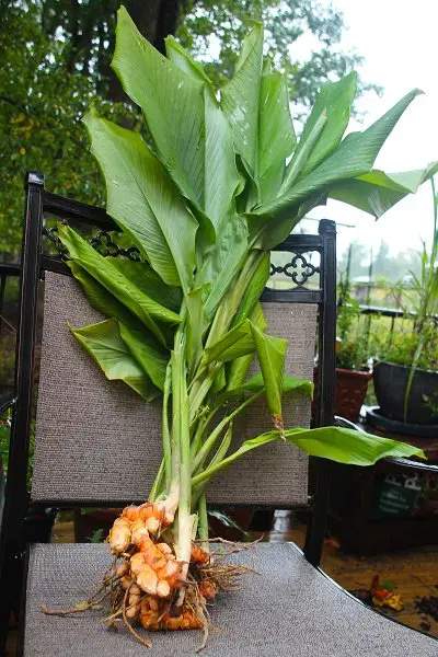 cultivar-curcuma-1