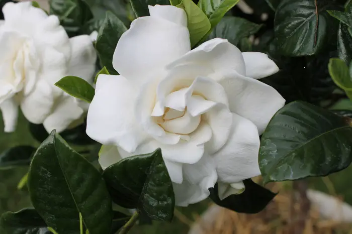 gardenia-plantas-de-olor