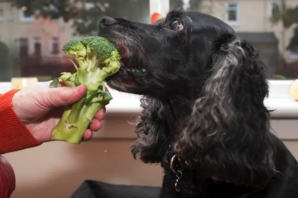 comida saludable para perros bócoli