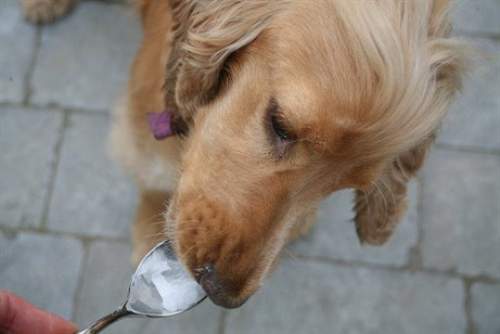 comida saludable para perros aceite de coco