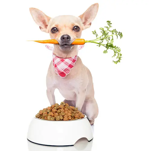 comida saludable para perros zanahoria