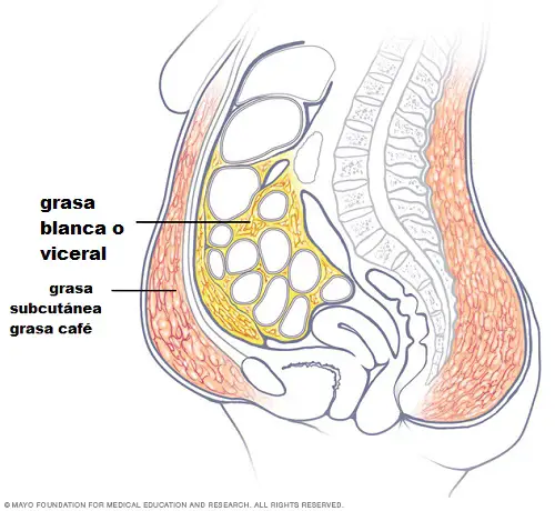 grasa blanca o viceral