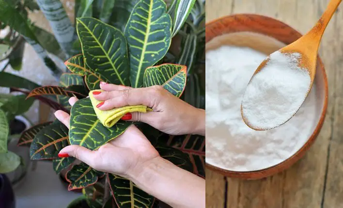 17 usos del bicarbonato de sodio para un jardín sano