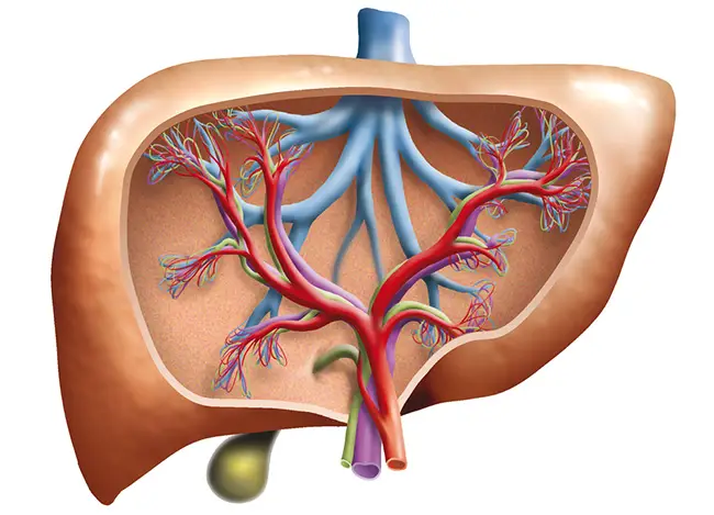 imagen ilustrativa del hígado regenerándose