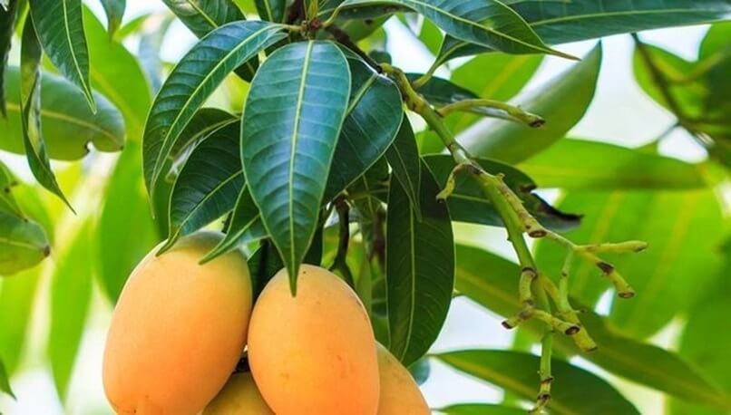 hojas de mango para preparar una infusión para regular la diabetes