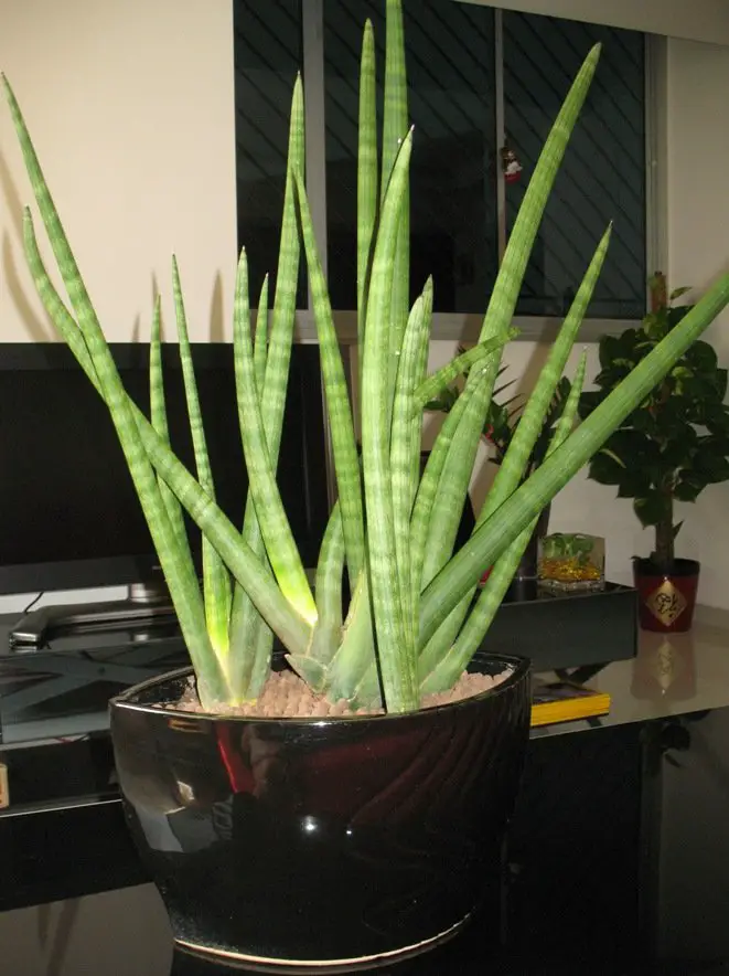 Sansevieria para decorar la cocina