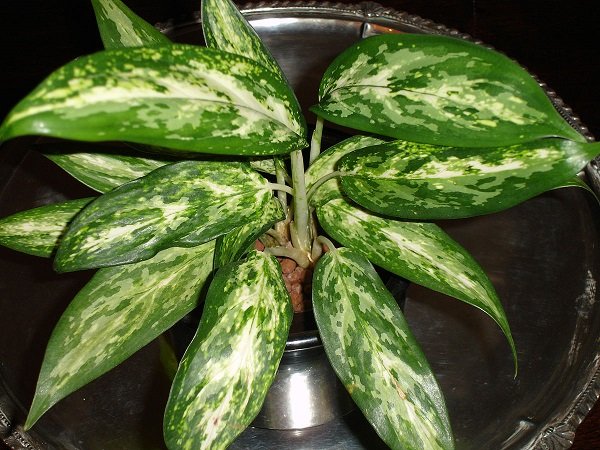 aglaonema para decorar la cocina