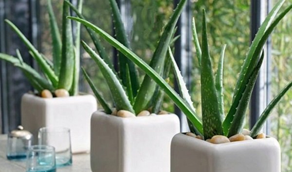 aloe vera para decorar la cocina