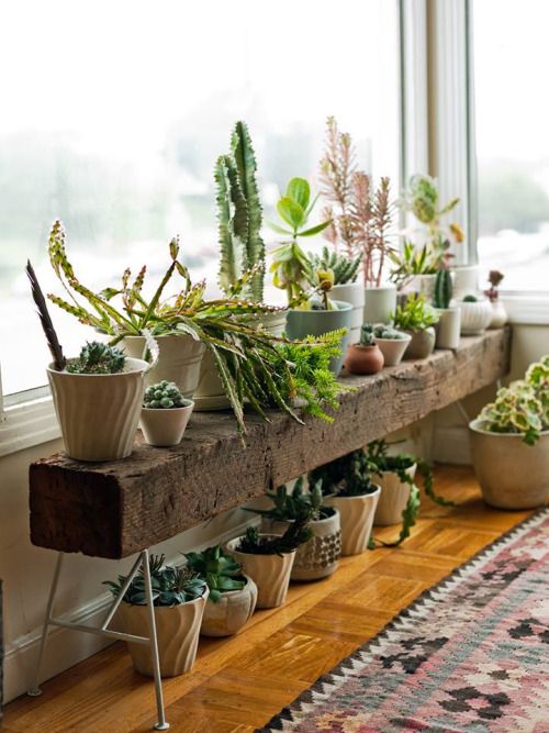 Adornando la ventana con plantas de interior