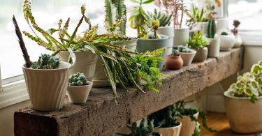 Decoración de forma ecológica con plantas y vegetales