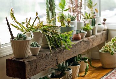 Decoración de forma ecológica con plantas y vegetales