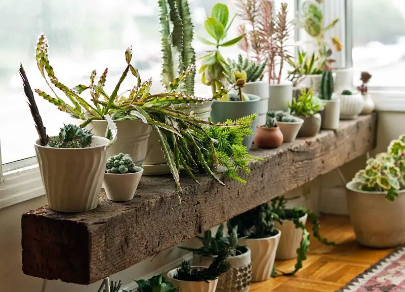 Decoración de forma ecológica con plantas y vegetales