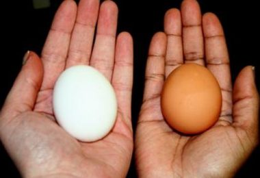 son más nutritivos los huevos marrones o los huevos blancos