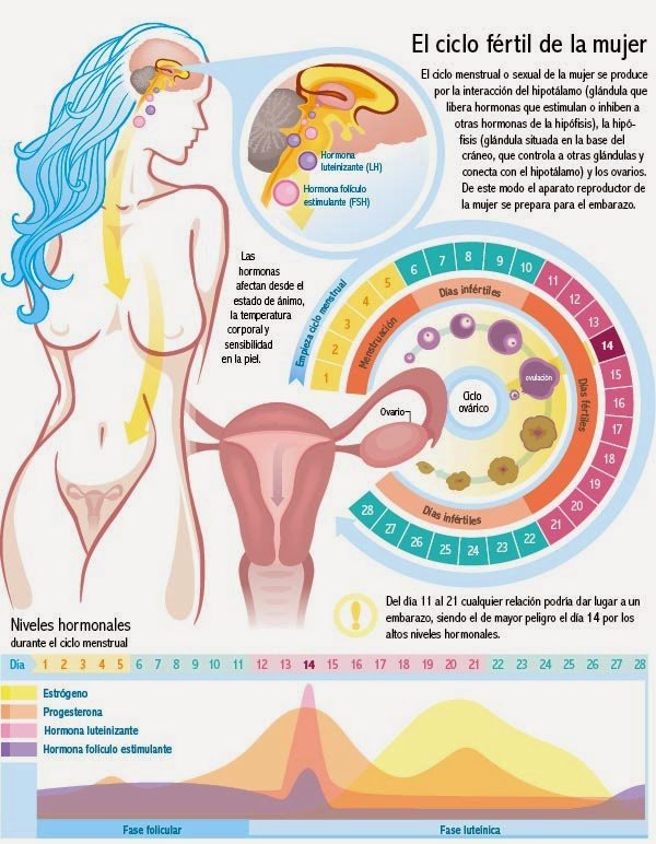 premenopausia ciclo fertil de la mujer