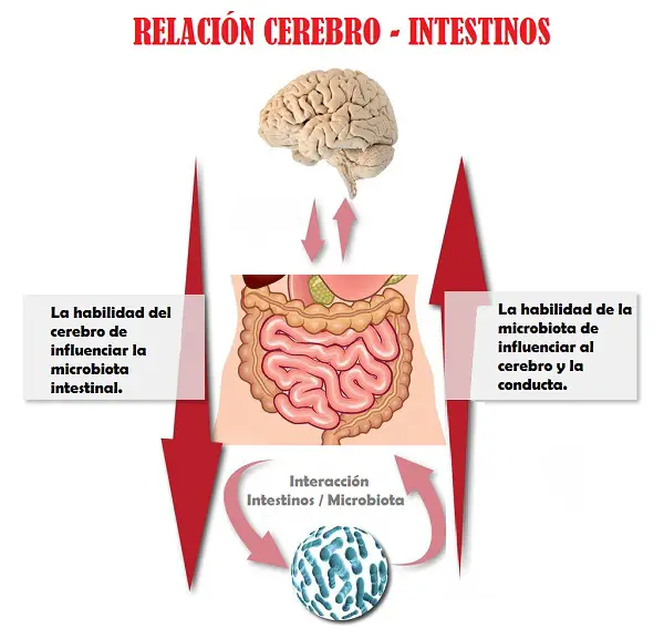 segundo cerebro interacción