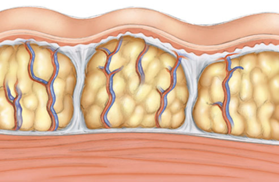 capa de grasa en el cuerpo