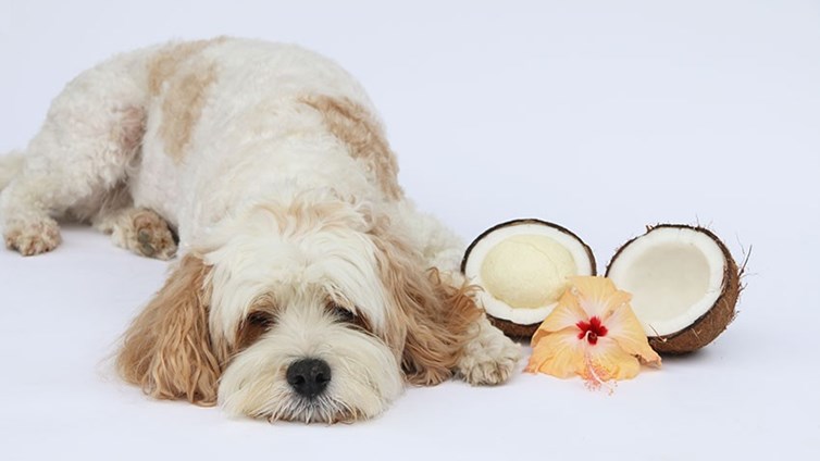 alimentar al perro con aceite de coco