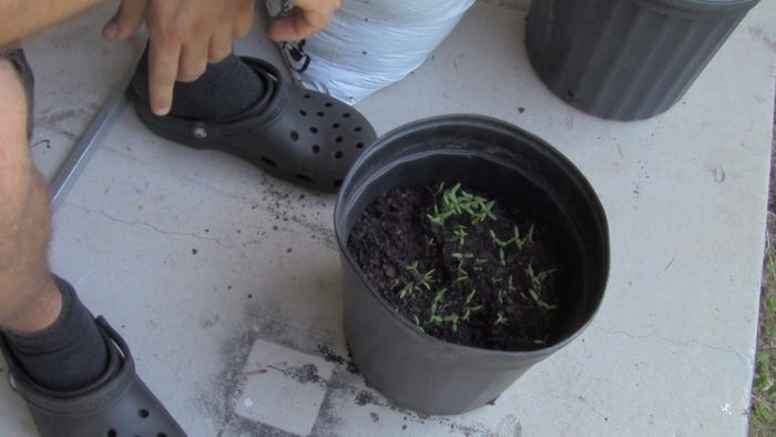 crecer tomates desde rebanadas de tomate