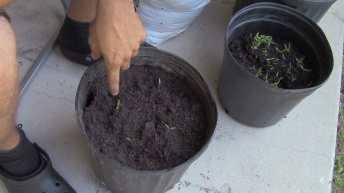 crecer tomates desde tomates podridos