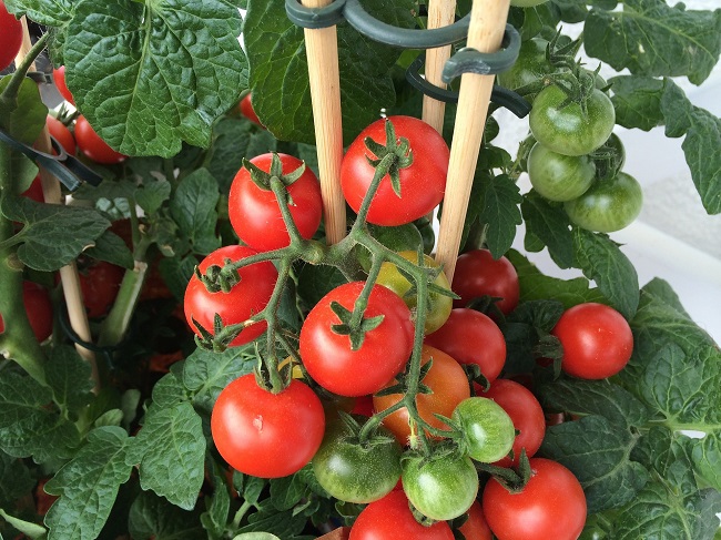 crecer tomates desde la maceta