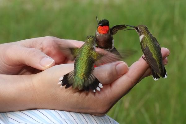 mensajes espirituales de ver colibríes