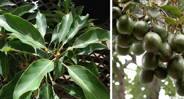 Cómo crecer un árbol de aguacate fácilmente en el patio de la casa