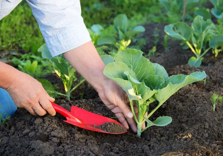 tips de jardinería compost