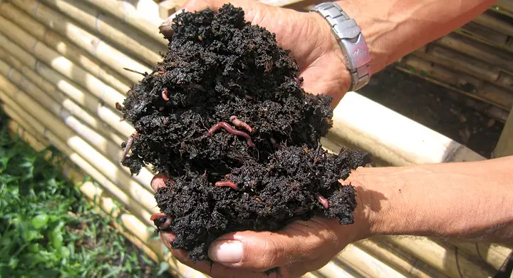 tips de jardinería lombrices