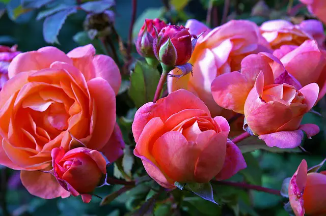 flores de rosas