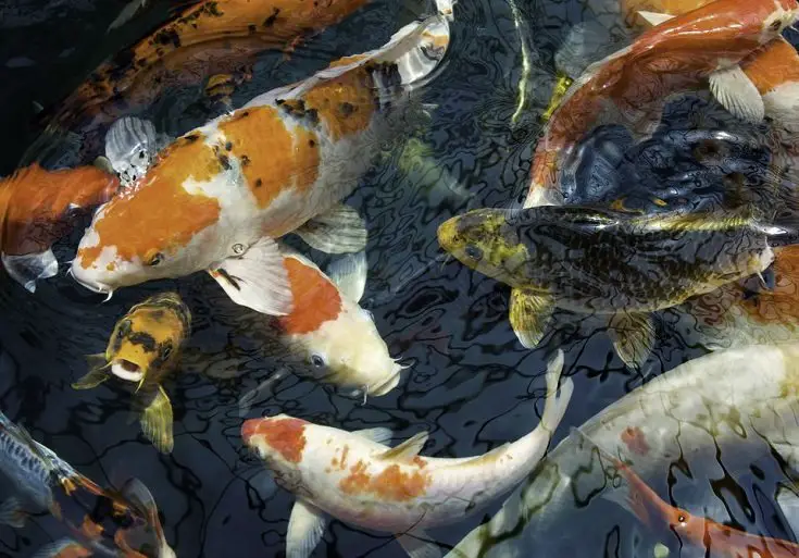 atraer energía del dinero con peces