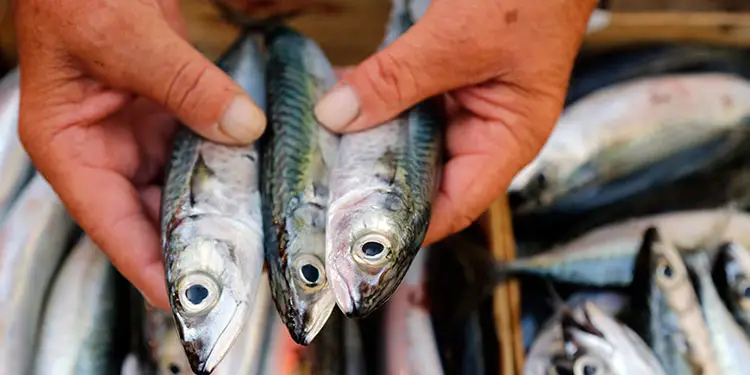 mercurio presente en los pescados