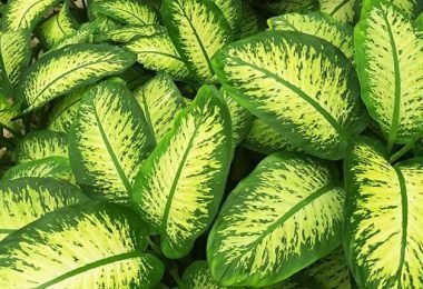 Dieffenbachia una planta de interior muy peligrosa