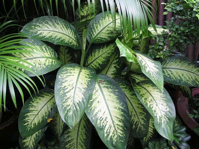 Una planta de interior peligrosa