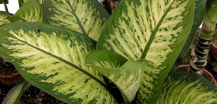 Dieffenbachia es un género de plantas tropicales de la familia de las aráceas, una planta de interior que puede ser mortal