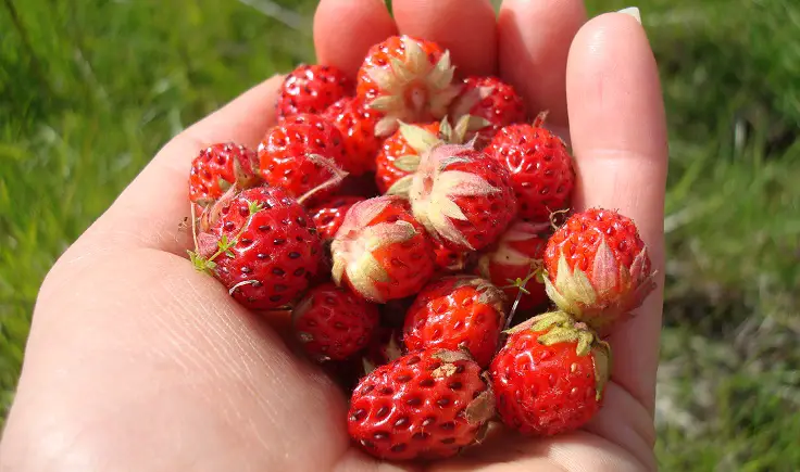 jardinería cosechando fresas