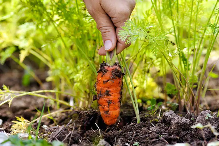 jardinería cosechando zanahoria