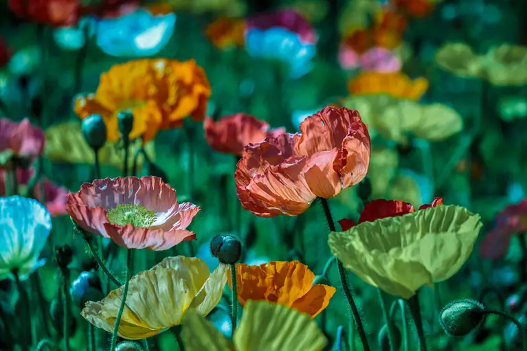 plantas con poderes curativos