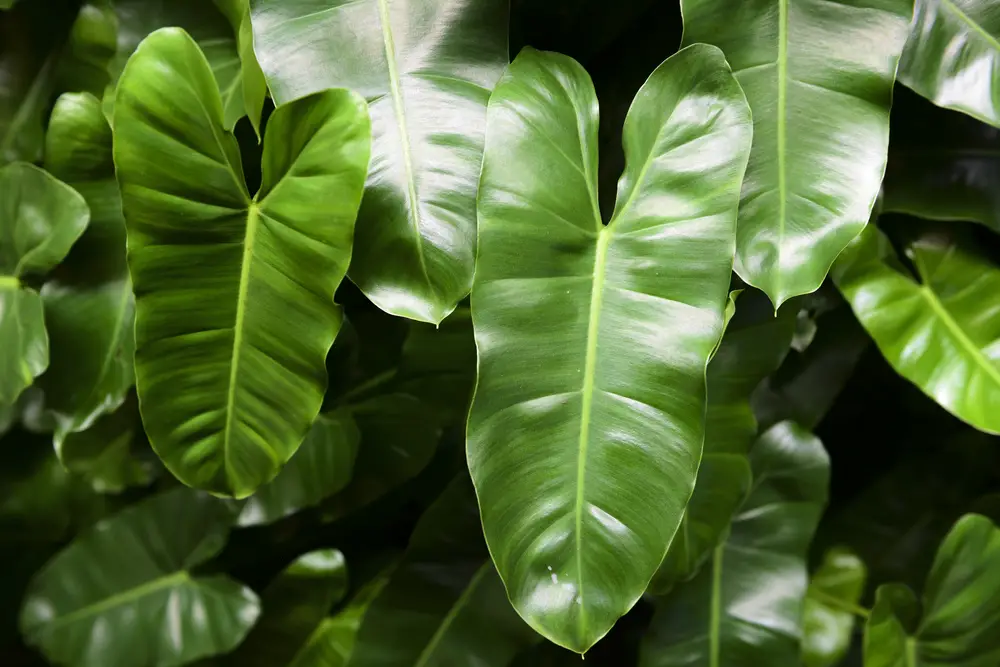 plantas de jardín Philodendron hoja del corazon