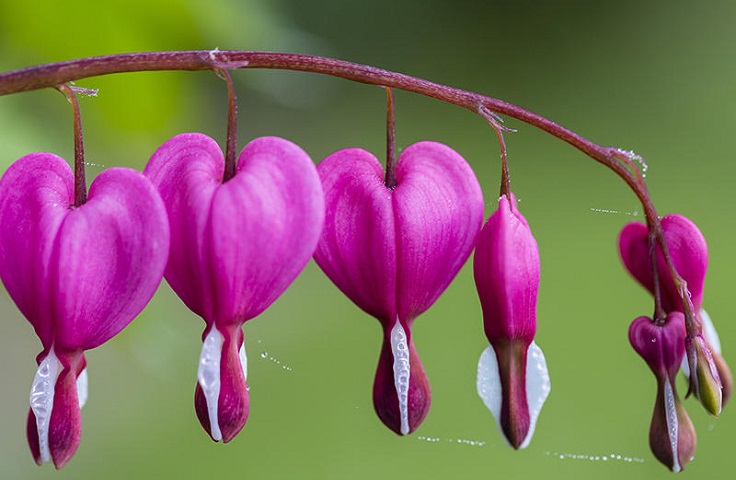 plantas de jardín corazón sangrante