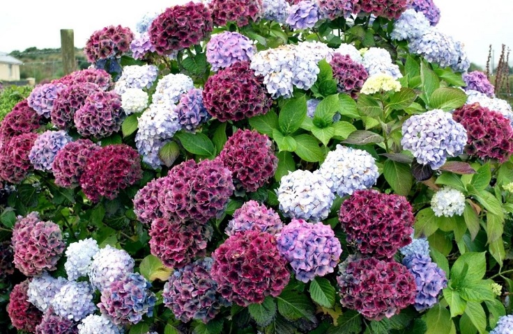 plantas de jardín hortensia